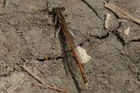 Platycnemis acutipennis