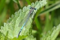 Platycnemis pennipes