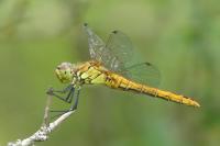 Sympetrum sanguineum