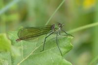 Calopteryx splendens