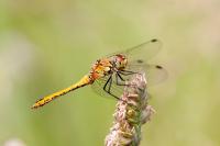 Sympetrum sanguineum