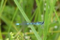 Coenagrion scitulum