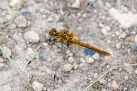 Sympetrum sanguineum
