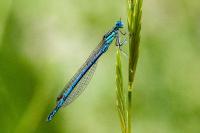 Platycnemis pennipes