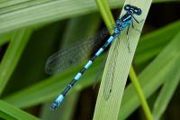 Coenagrion mercuriale