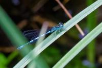 Coenagrion mercuriale