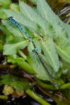 Coenagrion puella