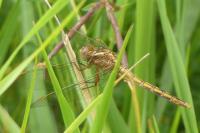 Orthetrum coerulescens