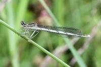 Platycnemis pennipes