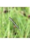 Platycnemis pennipes
