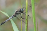 Orthetrum albistylum