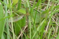 Chalcolestes viridis
