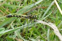 Onychogomphus forcipatus