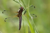 Libellula fulva