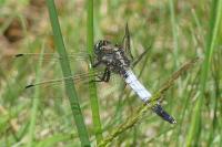 Orthetrum albistylum
