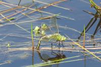 Anax imperator