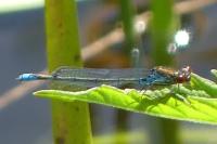 Erythromma viridulum