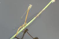 Platycnemis acutipennis
