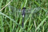 Leucorrhinia albifrons