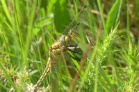 Orthetrum cancellatum