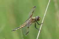 Libellula quadrimaculata