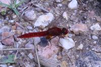 Crocothemis erythraea