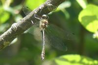 Oxygastra curtisii