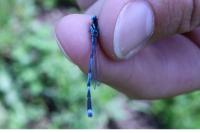 Erythromma lindenii
