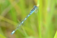 Coenagrion scitulum