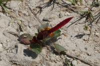 Crocothemis erythraea