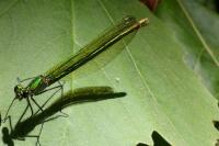 Calopteryx splendens