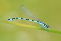 Coenagrion mercuriale