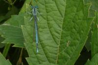 Platycnemis pennipes
