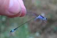 Ischnura elegans