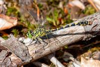 Onychogomphus forcipatus