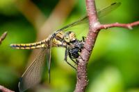 Orthetrum cancellatum