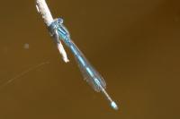 Erythromma lindenii