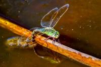 Anax imperator