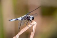 Libellula fulva