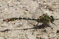 Onychogomphus forcipatus