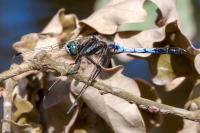 Orthetrum albistylum