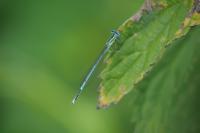 Platycnemis pennipes