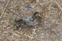 Orthetrum cancellatum