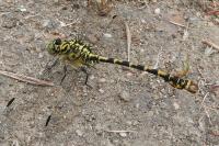 Onychogomphus forcipatus