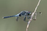 Leucorrhinia albifrons