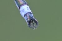 Lestes sponsa