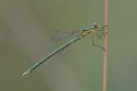 Lestes virens