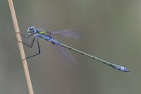Lestes dryas