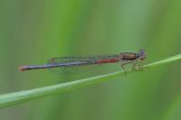 Ceriagrion tenellum
