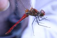 Sympetrum sanguineum